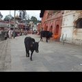 Nepáli utazás 2017 május