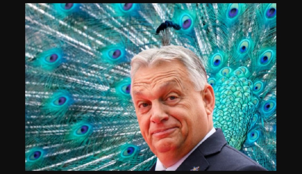 orban_a_pava_fopava_pavatanc_2025-06-27.jpg