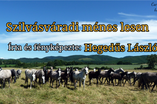 Szilvásváradi ménes lesen