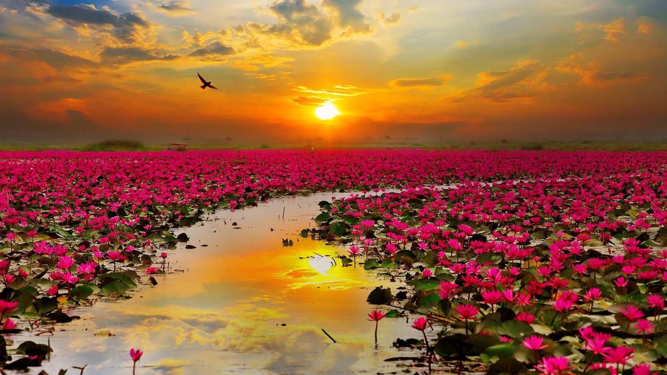 flower-river-sunrise.jpg