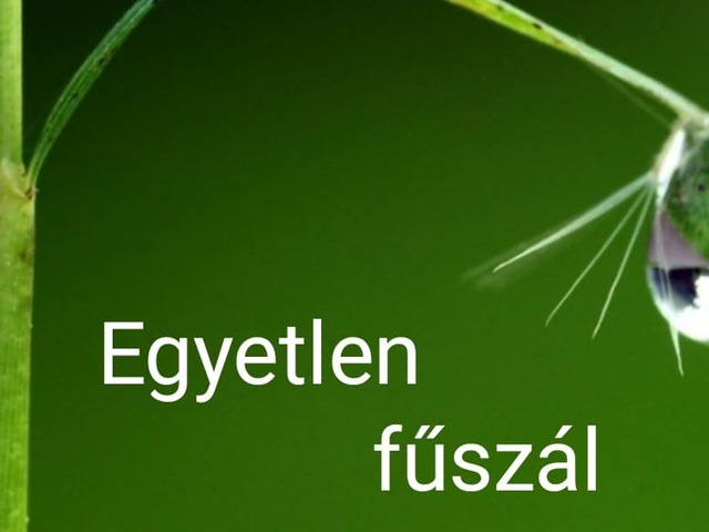 Egyetlen fűszál