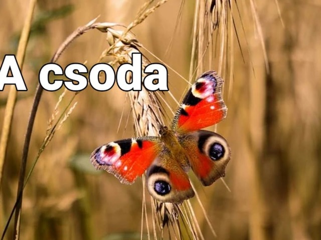 A csoda