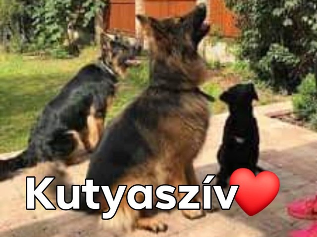 Kutyaszív...