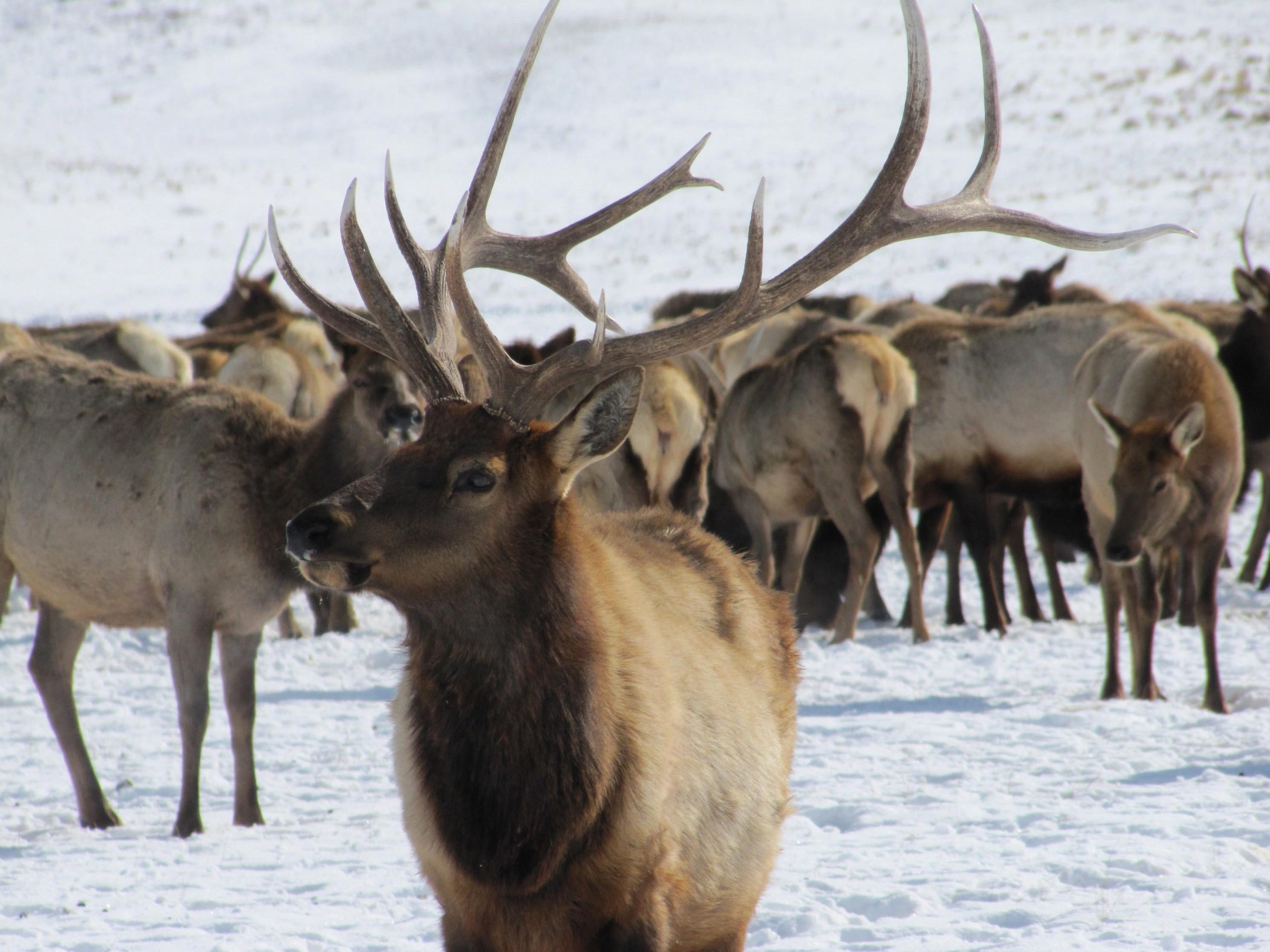 bull-elk-sports-beautiful-set-antlers.jpg