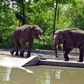 900 millió forintos támogatást kaptak az állatkertek