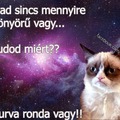 Grumpy Cat: Mert ronda vagy!