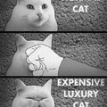 olcsó macska, drága macska