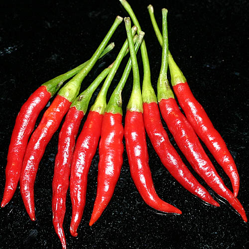 cabai_chilli_tree.jpg