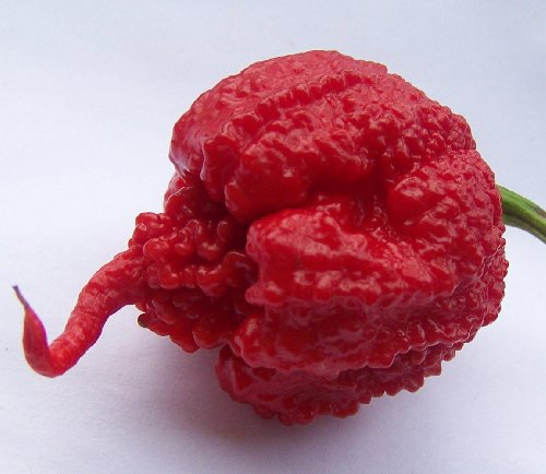 carolina-reaper-chili-mag.jpg