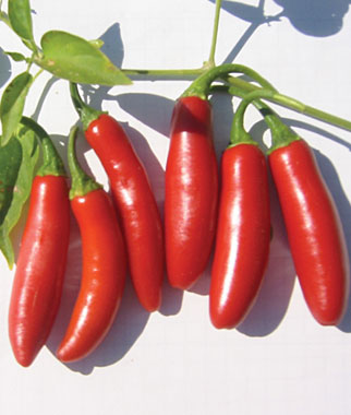 hot-pepper-serrano-tampiqueno-burpee.jpg