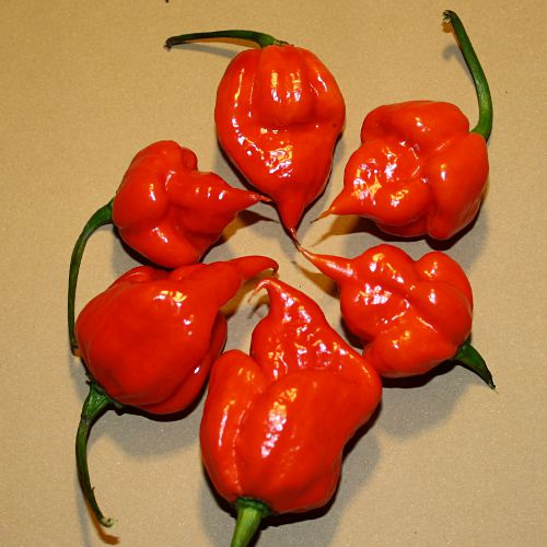 trinidad_scorpion_butch_t.jpg