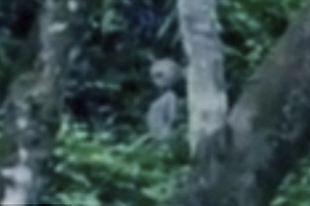 Idegen lényt filmeztek a brazil őserdőben
