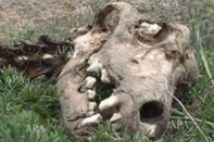 Titokzatos állati csontváz Azerbajdzsánban