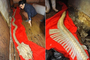 Rejtélyes szörny csontvázát találták meg Kínában
