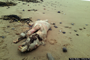 Egy titokzatos, torz állat tetemét mosta partra a tenger Walesben