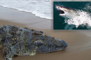 Rejtélyes tengeri szörny harapta le a krokodil fejét