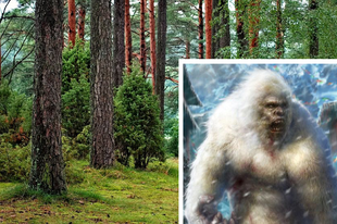 A fehér bigfoot