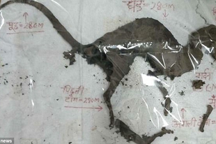 Különös, dinoszaurusz-szerű állattetemet találtak Indiában