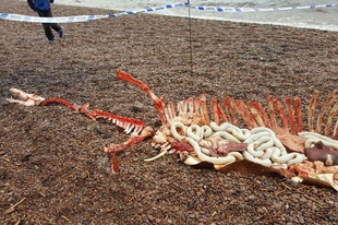 Megtalálták a Loch Ness-i szörny maradványait?