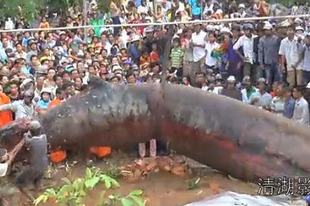 Gigantikus lényt találtak Kambodzsában