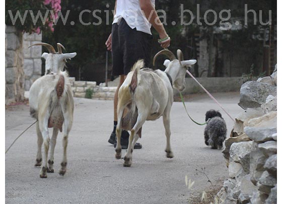 csivava-blog-2012-zadar-992.jpg