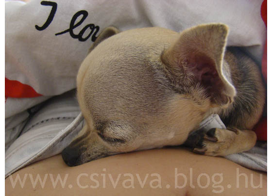 csivava-blog-2012-picurka-91.jpg