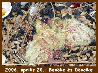 Benőke és Döncike - 14.04.20.jpg