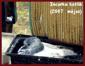 incurka_kotlik_2007_majus_5.jpg