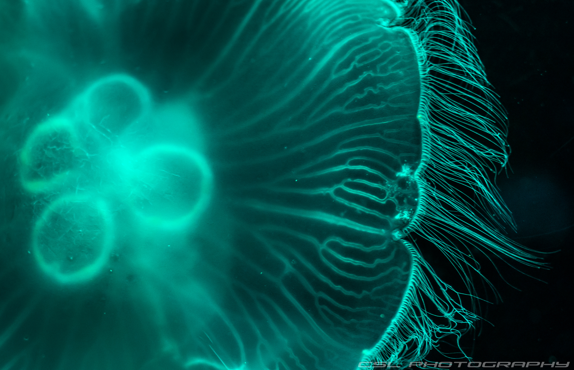 2000-3647-meduza.jpg