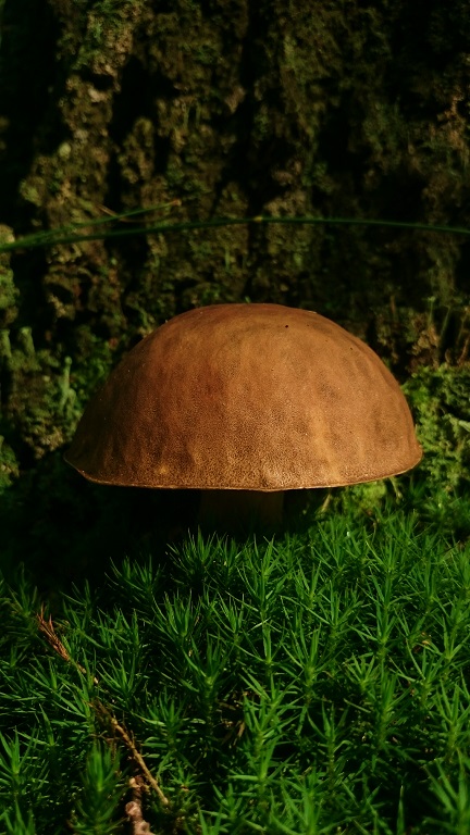 dsc_6756.jpg