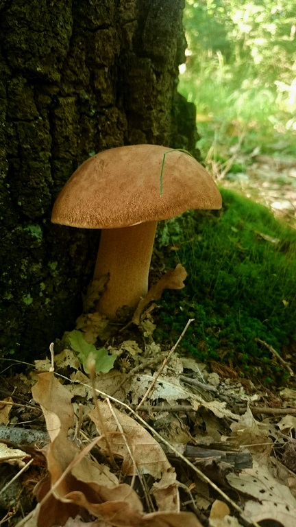 dsc_7068.jpg
