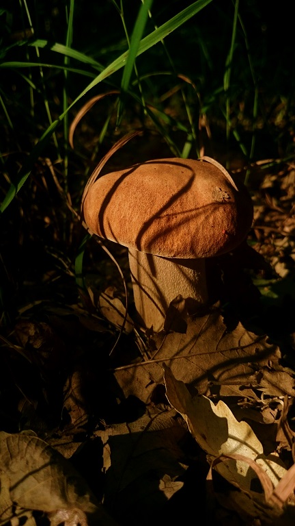 dsc_7074.jpg