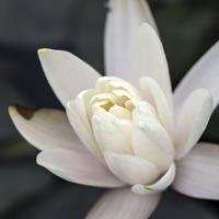 white-flower-petals-in-blooming-flower_200_cw200_ch200_thumb-5.jpg