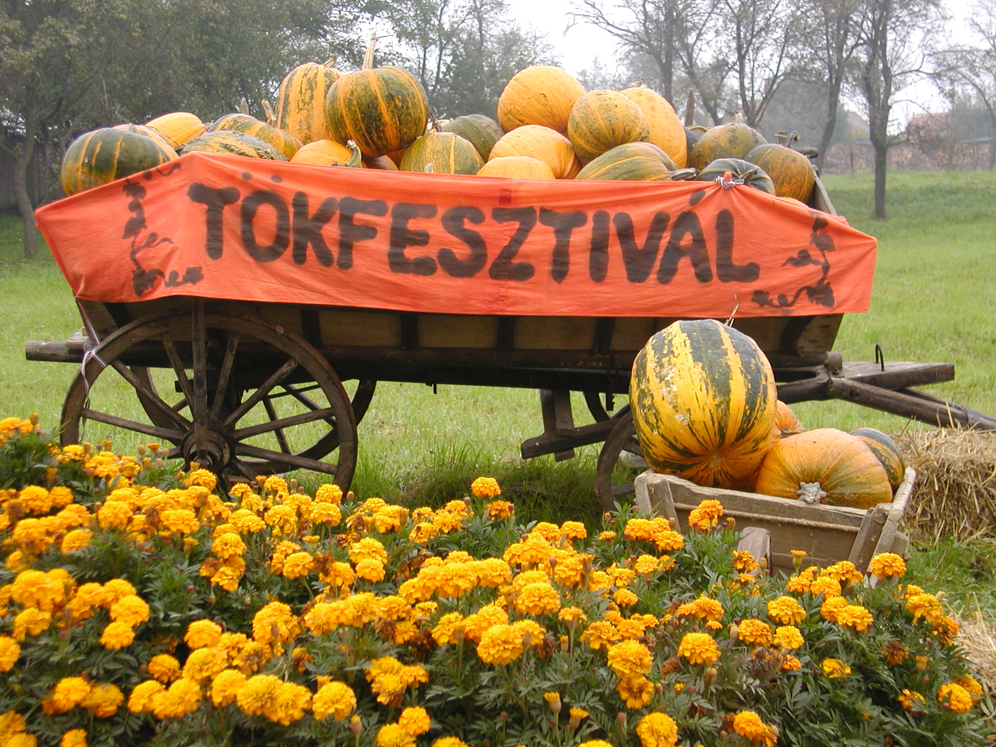 orsegi_tokfesztival.bmp