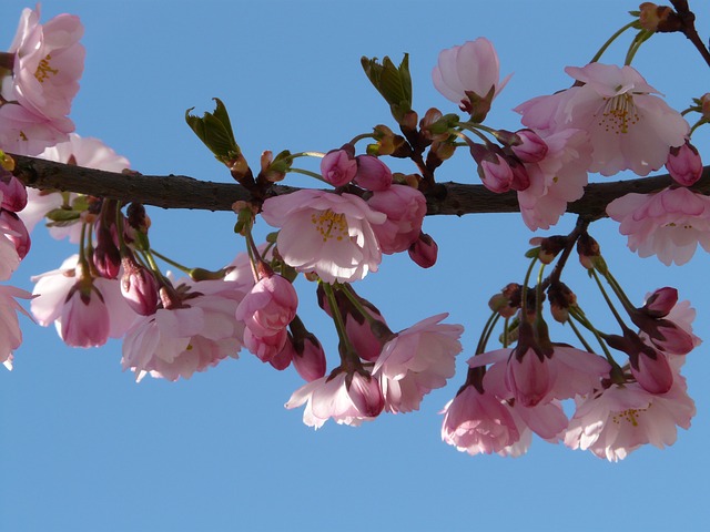 ornamental-cherry-51419_640.jpg