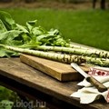 Torzsás-saláta/ celtuce/ chinese lettuce