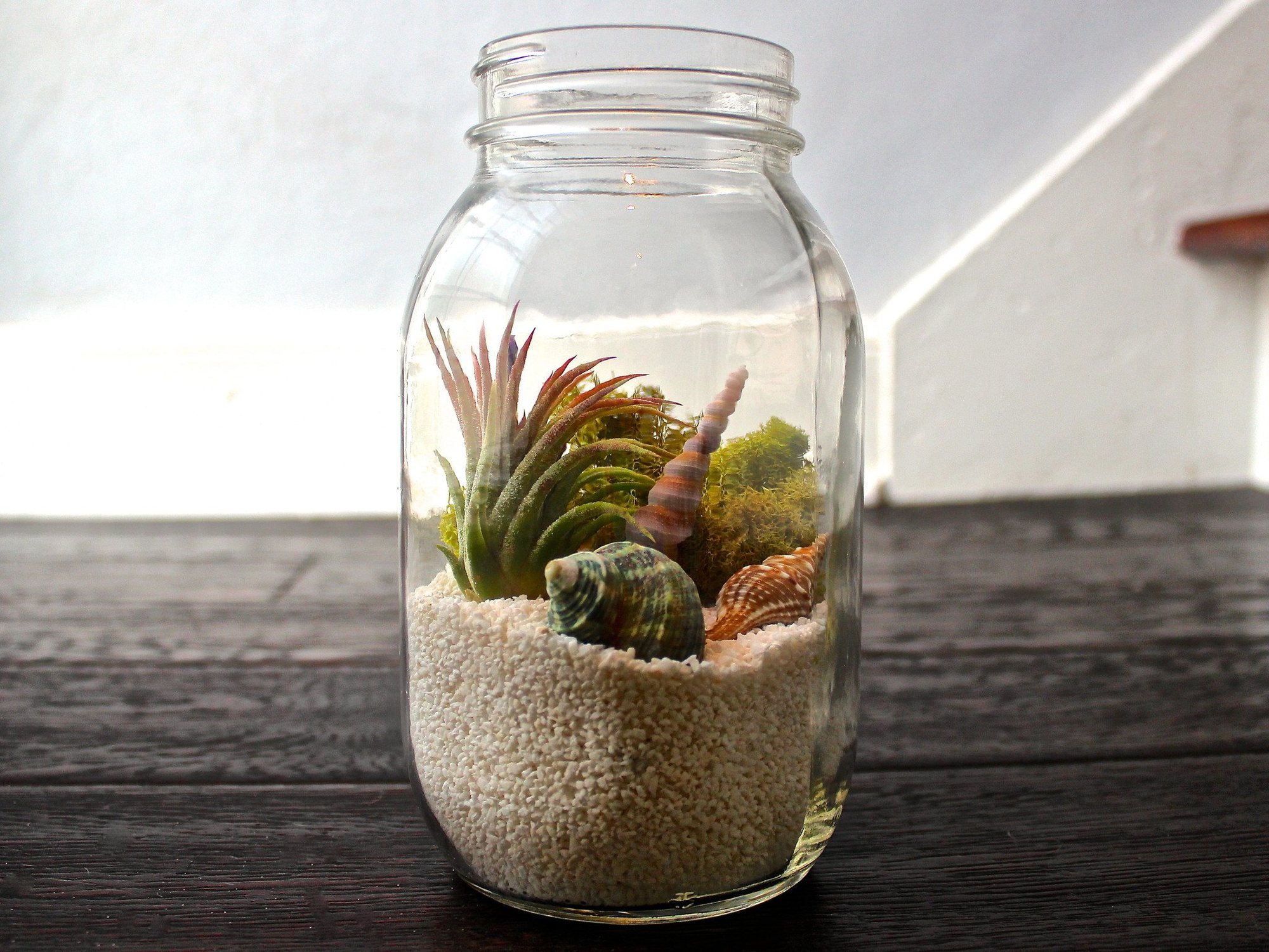 mason-jar-air-plant-kit-1_2000x.jpg