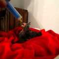 Nimfa papagáj mentőakció