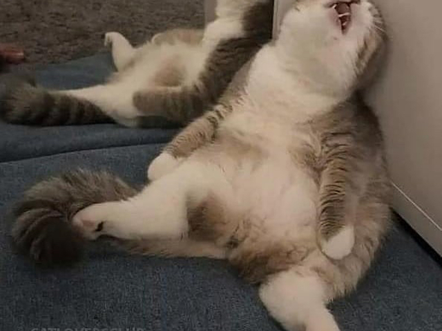 Nehéz ez a macskaélet