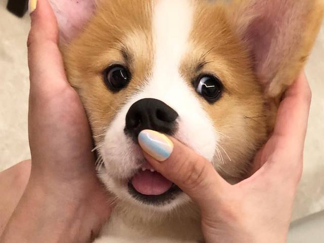 A Corgi, aki nem tudja visszahúzni a nyelvét