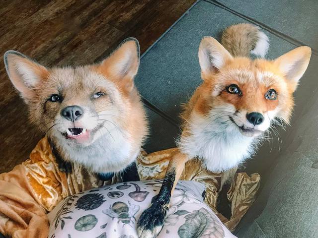 Juniper és Fig, a két kis háziróka