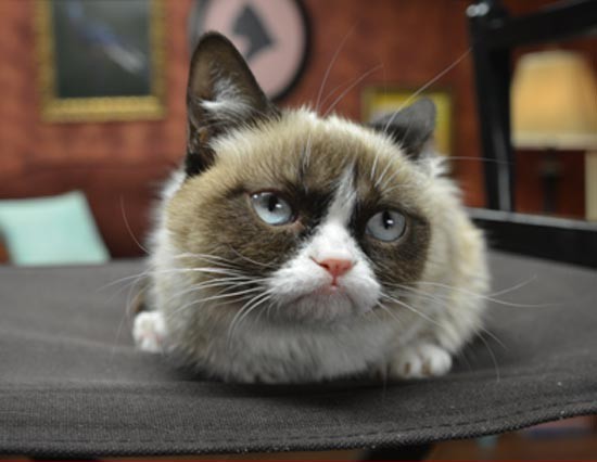 0307-grumpy-cat-3.jpg