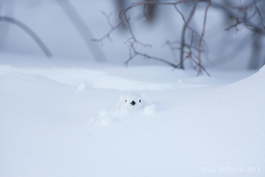 animals-in-winter-1.jpg