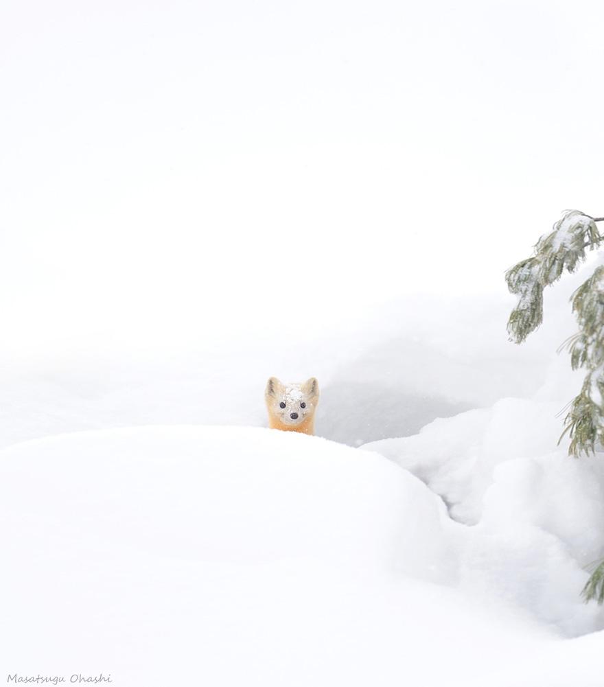 animals-in-winter-14.jpg