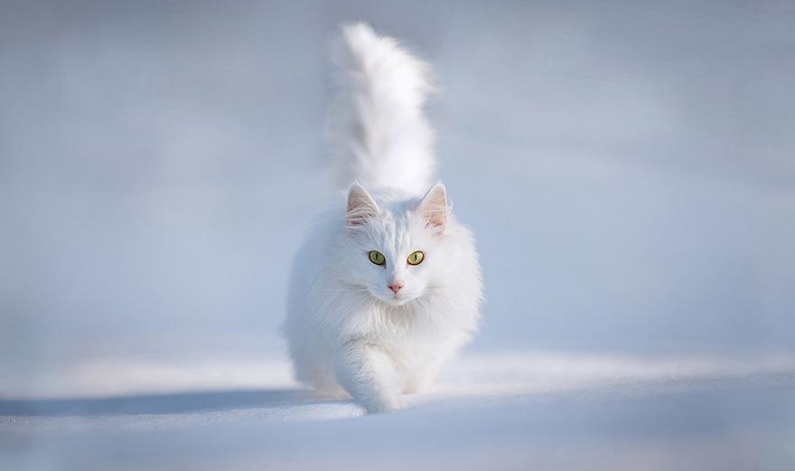 animals-in-winter-2.jpg