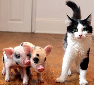 cat-not-apparently-amused-by-teacup-pigs-copy.jpg