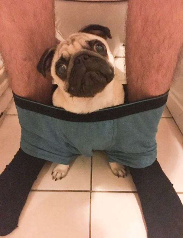 clingy-pug-dog-stays-with-owner-pants-toilet-nigel-1-5930072d4bc65_605.jpg