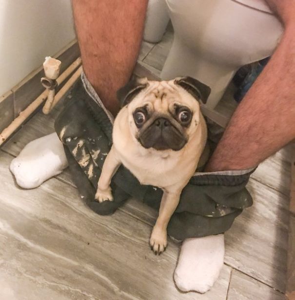 clingy-pug-dog-stays-with-owner-pants-toilet-nigel-2-5930072f5c8bc_605.jpg