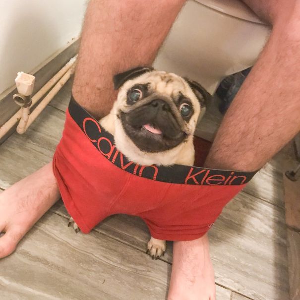 clingy-pug-dog-stays-with-owner-pants-toilet-nigel-3-59300731df1da_605.jpg