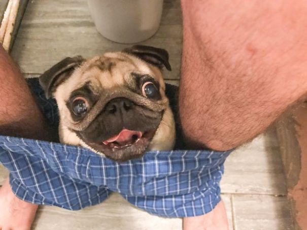 clingy-pug-dog-stays-with-owner-pants-toilet-nigel-5-593007366772e_605.jpg